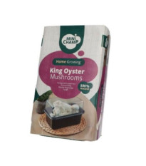 Mini Champ - komplet za domačo gojenje kraljeve ostrigarje - Pleurotus eryngii - 1 kos