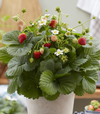 Jahodník stáleplodící Lizzy F1 - Fragaria ananassa - semena jahodníku - 10 ks