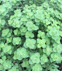 BIO Libanonské oregano Babilye - Origanum vulgare - bio semena oregana - 30 ks