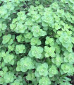BIO libanonski origano Babilye – Origanum vulgare – ekološka semena origana – 30 kosov