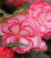 Begonija Pink Balcony - Begonia tuberhybrida - gomolji begonije - 2 kosa