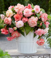 Begonija Flamenca – Begonia splendide – gomolji begonije – 2 kos