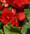 Begonija Nonstop rdeča - Begonia tuberhybrida - gomolji begonije - 2 kosa