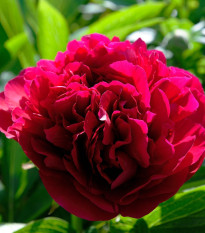 Šipek Red Sarah Bernhardt – Paeonia lactiflora – gomolj šipka – 1 kos – zaključeno