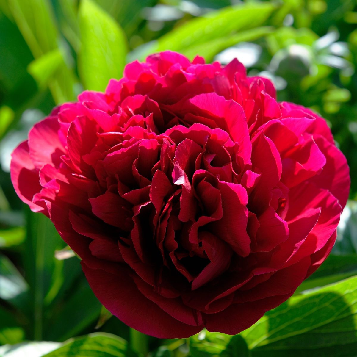 Šipek Red Sarah Bernhardt – Paeonia lactiflora – gomolj šipka – 1 kos – zaključeno