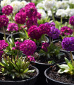 Zobata primula – mešana barva – Primula denticulata – semena primule – 20 kosov