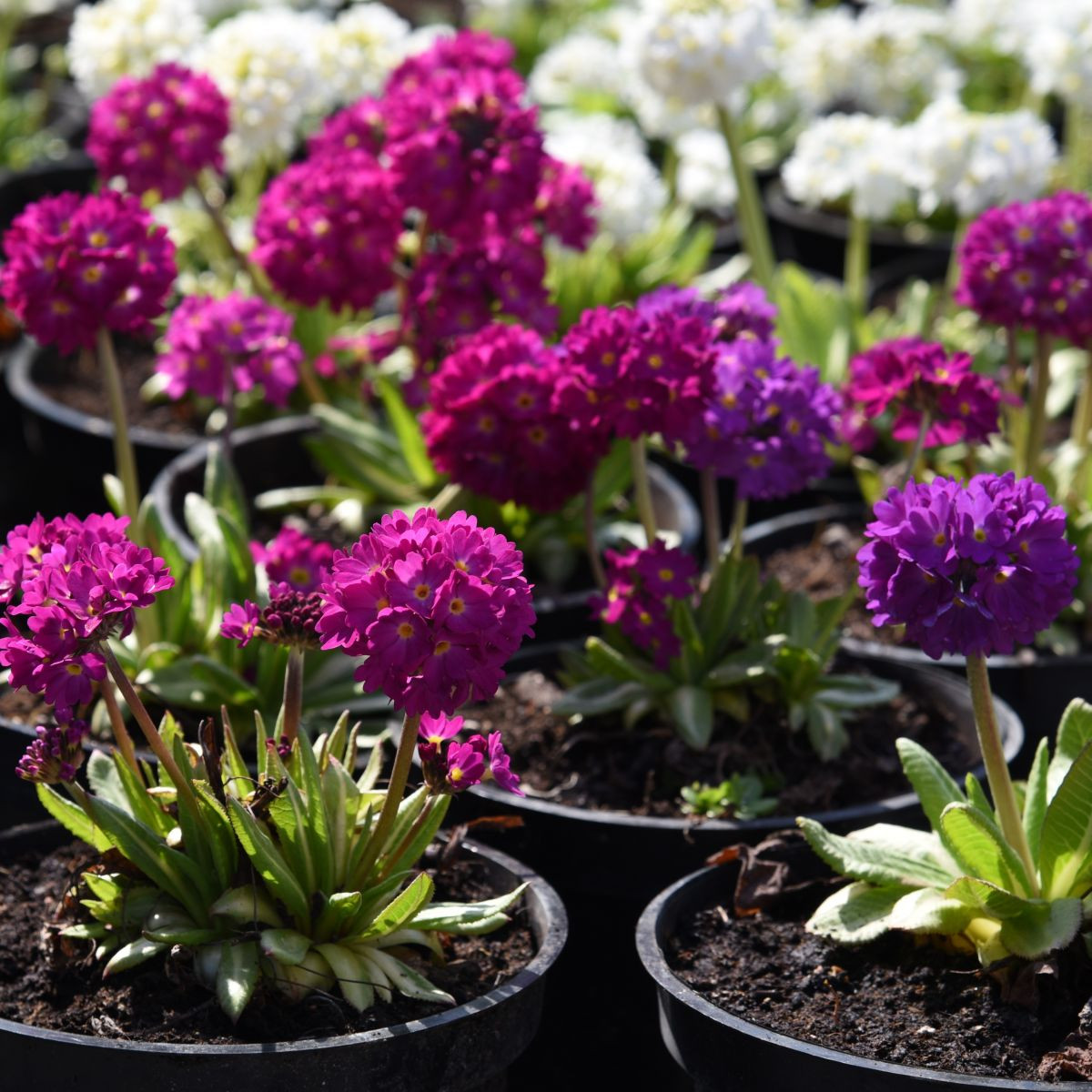 Prvosenka zoubkatá - směs barev - Primula denticulata - semena prvosenky - 20 ks