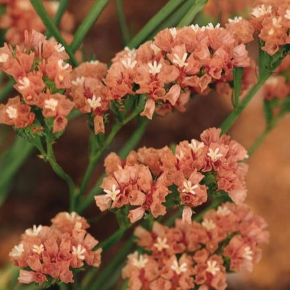 Limonka chobotnatá QIS Apricot - Limonium sinuatum - semena limonky - 30 ks