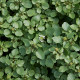 BIO Potočnice lékařská - Nasturtium officinale - semena potočnice - 100 ks