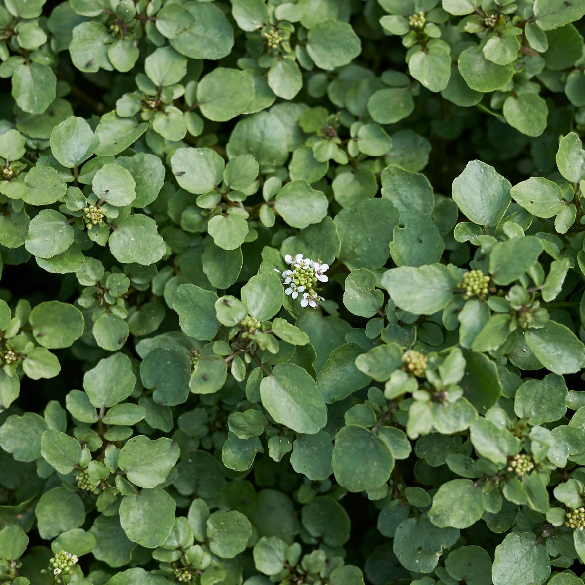 BIO Potočnice lékařská - Nasturtium officinale - semena potočnice - 100 ks