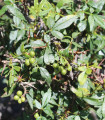 Sečuanski poper – Zanthoxylum armatum – semena popra – 5 kosov