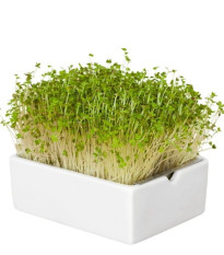BIO microgreen Hořčice - Heimgart - náhradní pláty - 1 ks