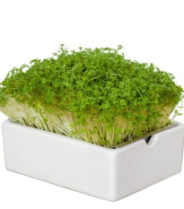 BIO microgreen Řeřicha - Heimgart - náhradní pláty - 1 ks