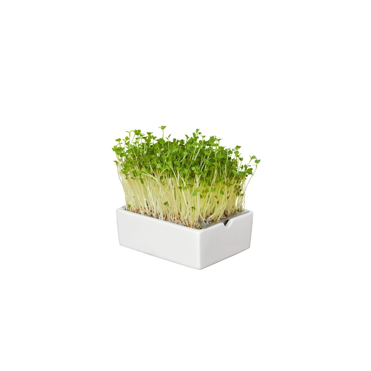 BIO microgreen Ředkvička - Heimgart - náhradní pláty - 1 ks