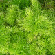 Sprengerův chřest - Asparagus densiflorus Sprengeri - semena chřestu - 12 ks