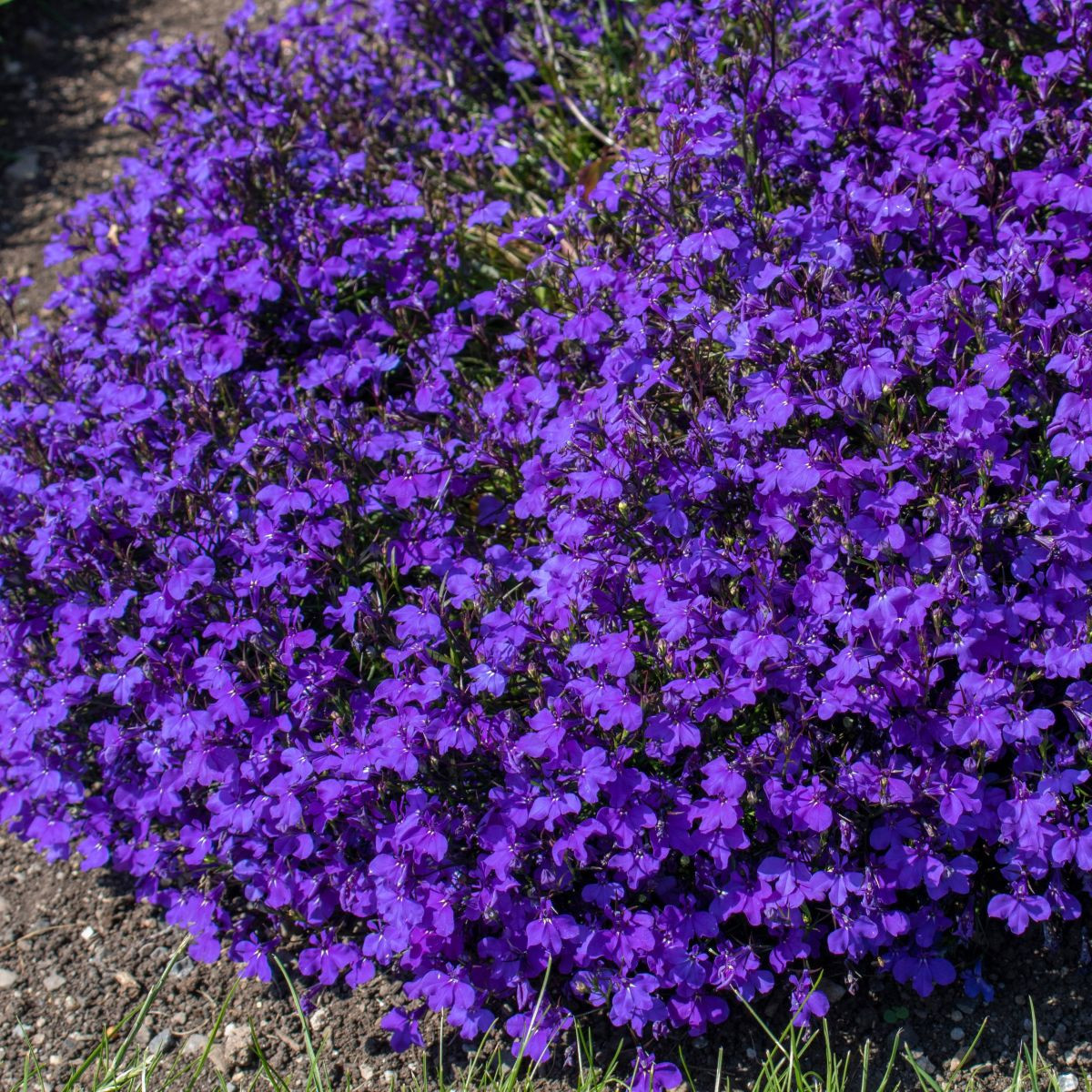 Lobelka drobná Crystal Palace - Lobelia erinus - semena lobelky - 1000 ks