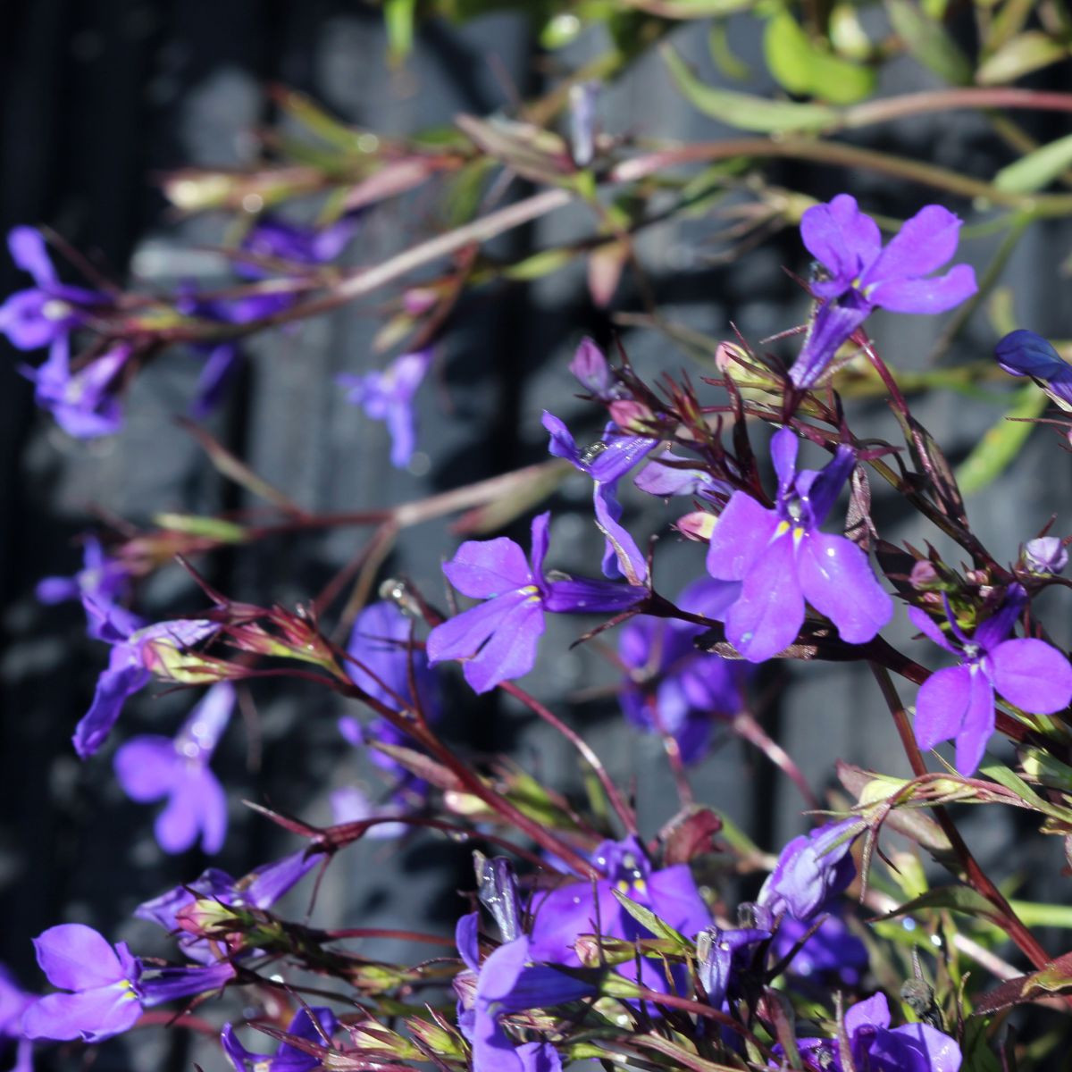 Lobelka drobná Crystal Palace - Lobelia erinus - semena lobelky - 1000 ks