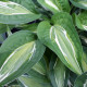 Bohyška - Hosta Snake Eyes - hlízy bohyšky - 1 ks