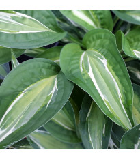 Bohyška - Hosta Snake Eyes - hlízy bohyšky - 1 ks