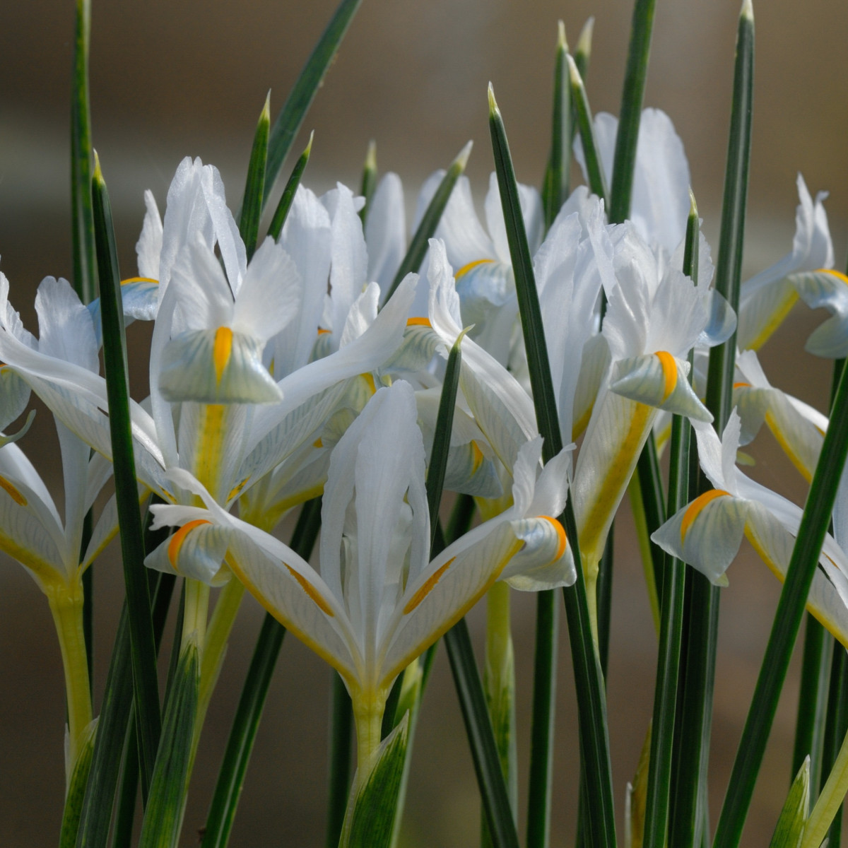 Kosatec síťkovaný bílý - Iris reticulata - cibulky kosatce - 3 ks