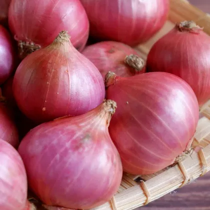 Cibule šalotka Camelot F1 - Allium cepa - semena cibule - 50 ks