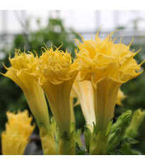 Datura Double Yellow - indijski kristavec - Datura metel - semena durmana - 5 kosov