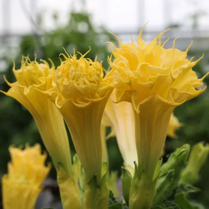 Datura Double Yellow - indijski kristavec - Datura metel - semena durmana - 5 kosov