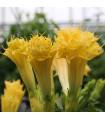 Datura Double Yellow - indijski kristavec - Datura metel - semena durmana - 5 kosov