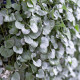 Srebrni dež Silver Falls – Dichondra emerals – semena srebrnega dežja – 6 kosov