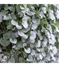 Srebrni dež Silver Falls – Dichondra emerals – semena srebrnega dežja – 6 kosov