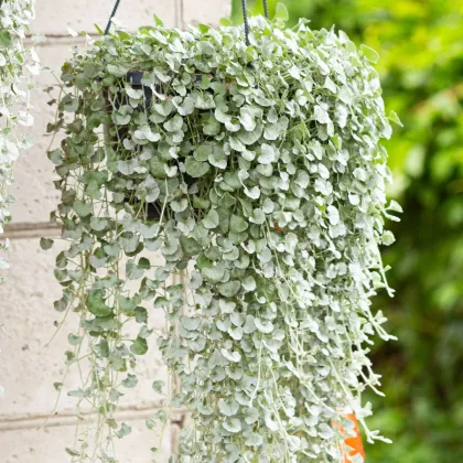 Srebrni dež Silver Falls – Dichondra emerals – semena srebrnega dežja – 6 kosov