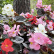 Begonija Nightlife Mix F1 – Begonia semperflorens – seme begonije – 12 kosov