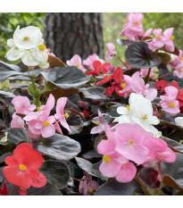 Begonija Nightlife Mix F1 – Begonia semperflorens – seme begonije – 12 kosov