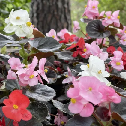 Begonija Nightlife Mix F1 – Begonia semperflorens – seme begonije – 12 kosov