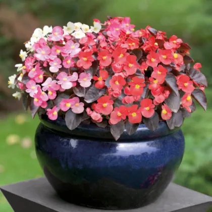 Begonija Nightlife Mix F1 – Begonia semperflorens – seme begonije – 12 kosov