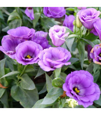 Eustoma Lilac F1 – Eustoma grandiflorum – semena eustoma – 12 kosov