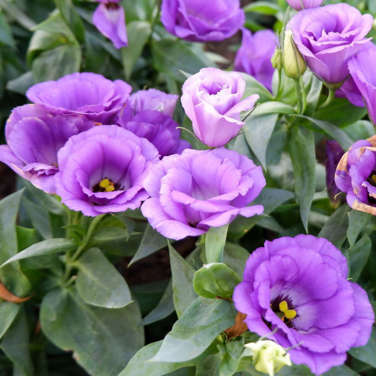 Eustoma Lilac F1 – Eustoma grandiflorum – semena eustoma – 12 kosov