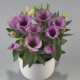 Eustoma Lilac F1 – Eustoma grandiflorum – semena eustoma – 12 kosov