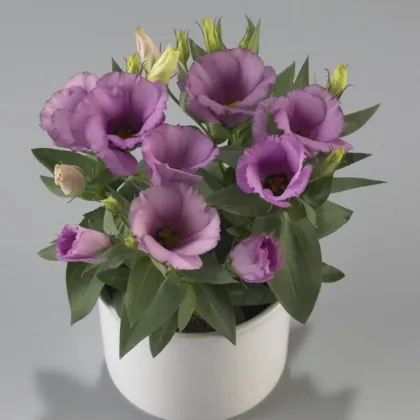 Eustoma Lilac F1 – Eustoma grandiflorum – semena eustoma – 12 kosov
