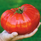 Paradižnik Gigantomo - Solanum lycopersicum - semena - 5 kosov