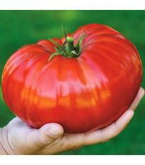 Paradižnik Gigantomo - Solanum lycopersicum - semena - 5 kosov