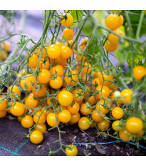 Paradižnik Perlino rumeni F1 – Solanum lycopersicum – semena paradižnika – 6 kosov