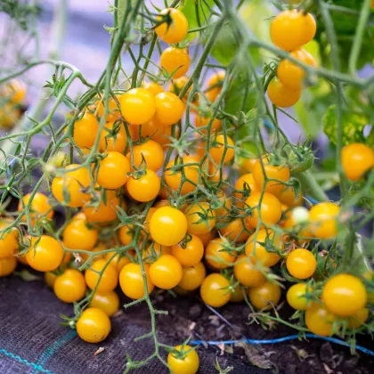 Paradižnik Perlino rumeni F1 – Solanum lycopersicum – semena paradižnika – 6 kosov