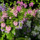 Mešanica barv angelonije – Angelonia angustifolia – semena angelonije – 6 kosov