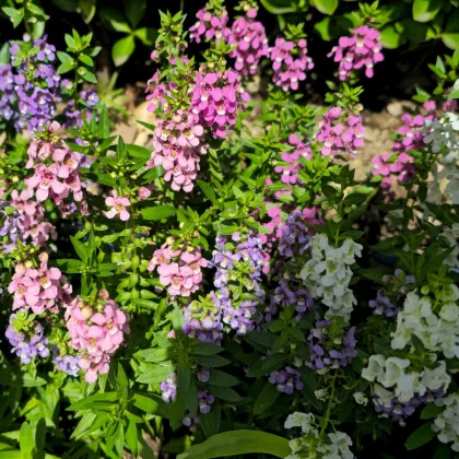 Mešanica barv angelonije – Angelonia angustifolia – semena angelonije – 6 kosov