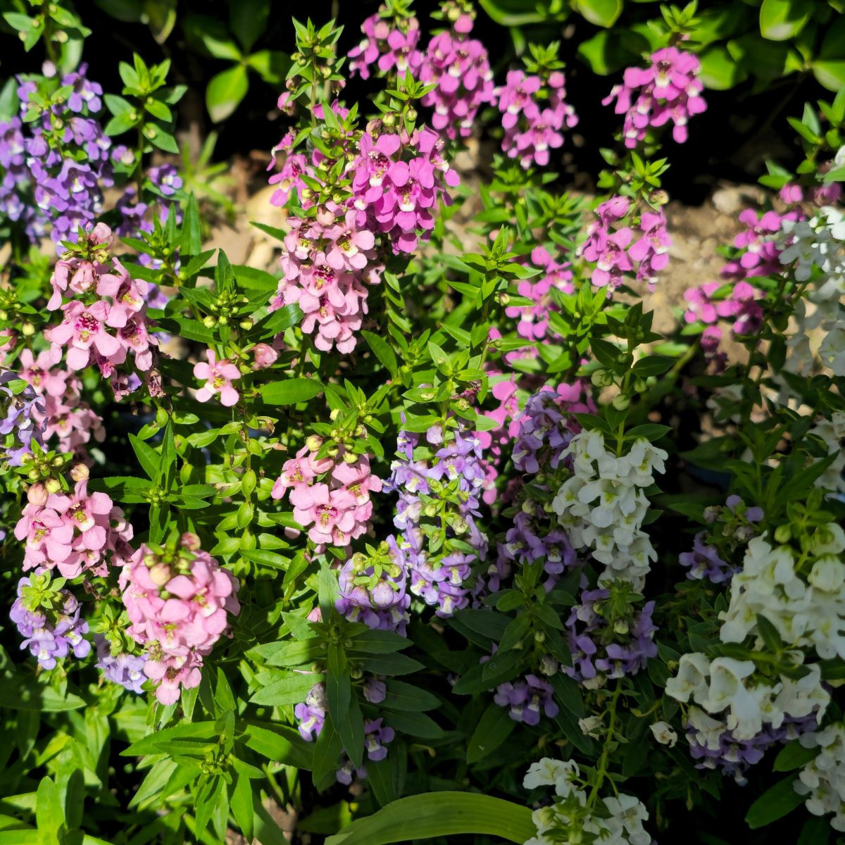 Mešanica barv angelonije – Angelonia angustifolia – semena angelonije – 6 kosov