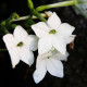 Bel tobak Saratoga F1 – Nicotiana x alata – semena tobaka – 30 kosov