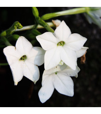 Bel tobak Saratoga F1 – Nicotiana x alata – semena tobaka – 30 kosov