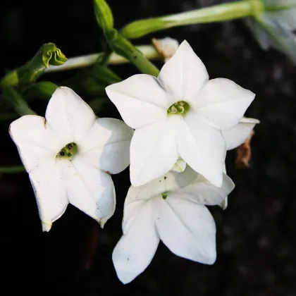 Bel tobak Saratoga F1 – Nicotiana x alata – semena tobaka – 30 kosov
