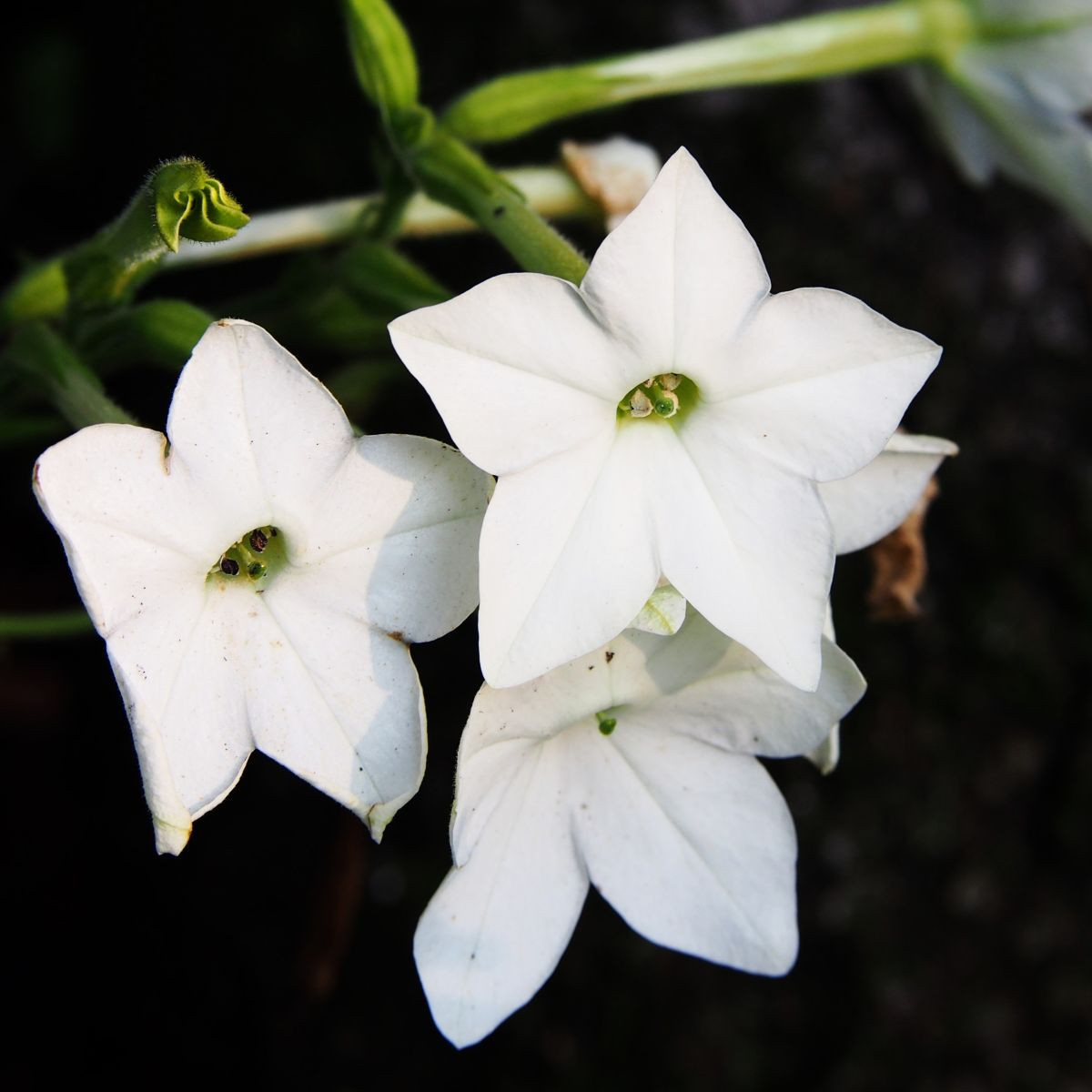 Bel tobak Saratoga F1 – Nicotiana x alata – semena tobaka – 30 kosov